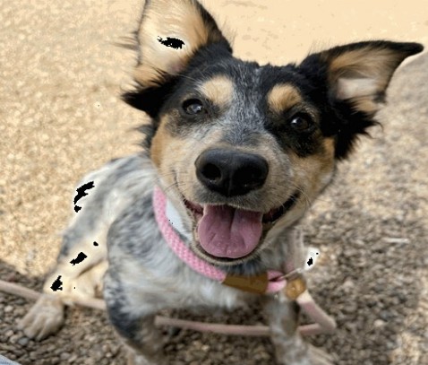 Chiara - Female - Australian Cattle Dog-Mix