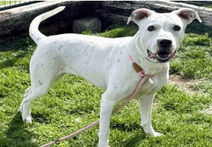 Megan - Female - Pit Bull