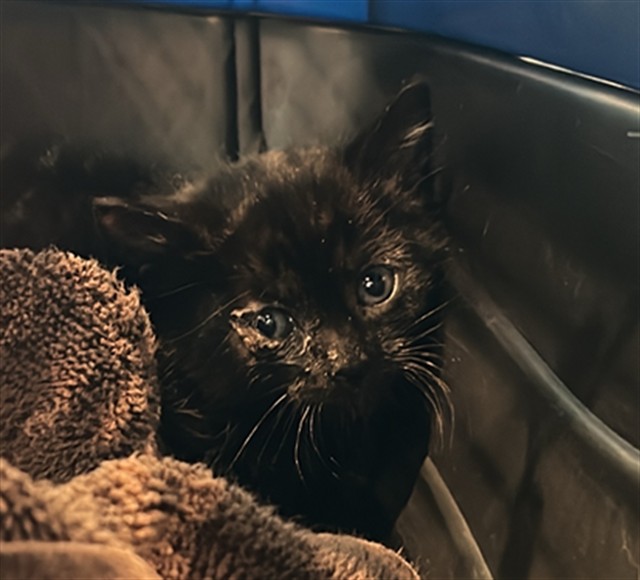 Petey Pete - Male - Domestic SH