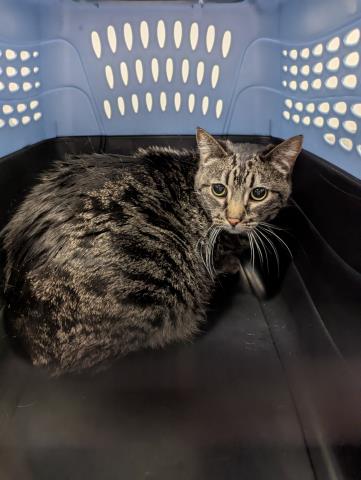 Boe - Female - Domestic SH