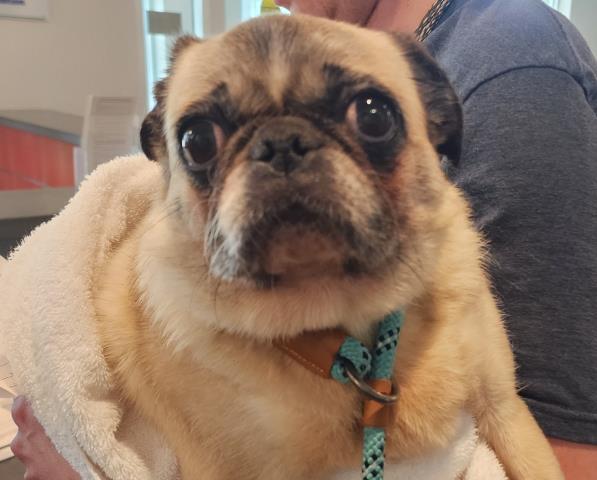  - Female - Pug