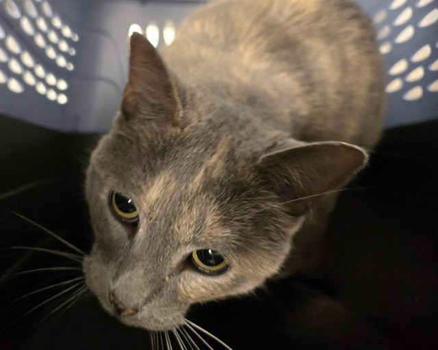 Xena - Female - Domestic SH
