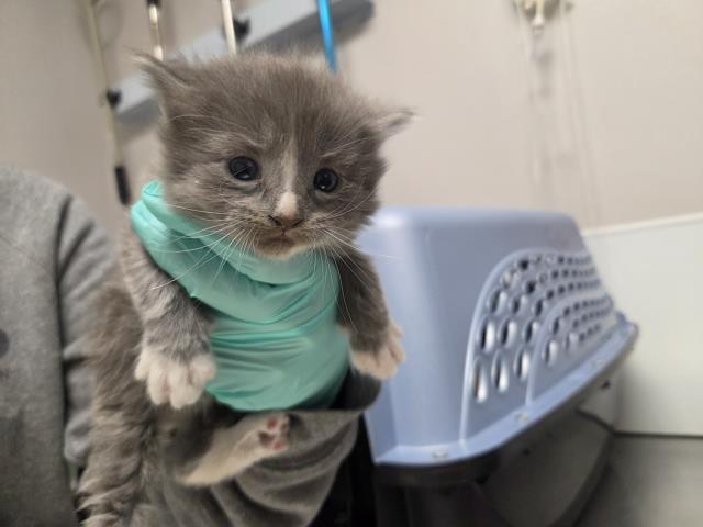 - Male - Domestic MH