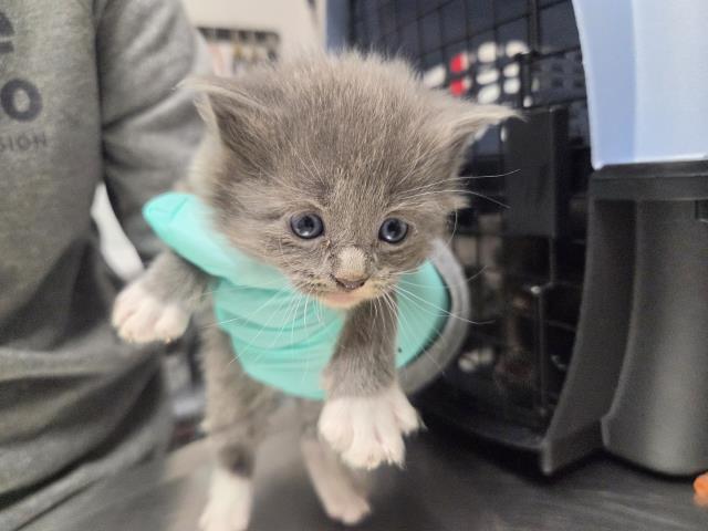  - Male - Domestic MH