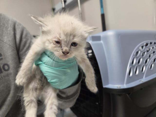  - Female - Domestic MH