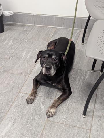  - Male - Staffordshire Bull Terrier-Mix
