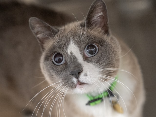 Cuddles - Female - Domestic SH