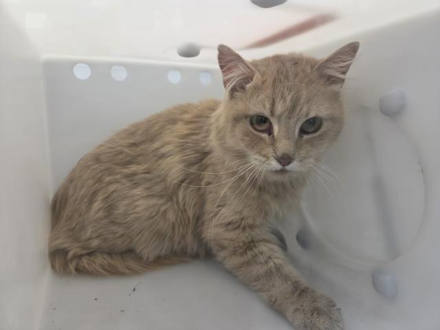  - Female - Domestic MH