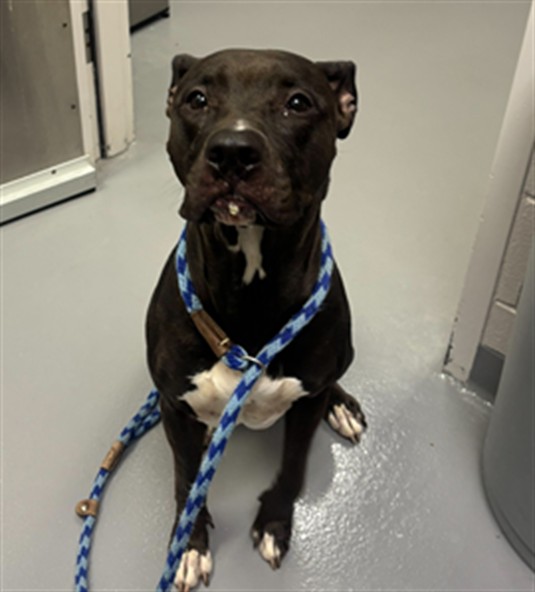 Watermelon - Female - Pit Bull