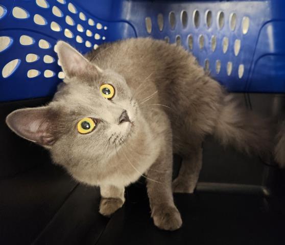 Unagi - Male - Domestic MH