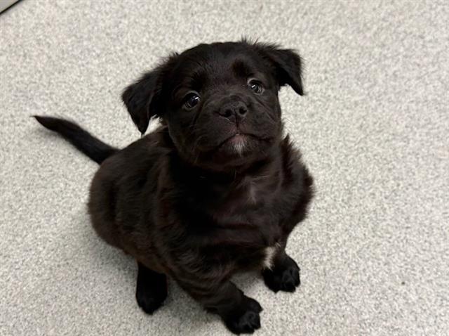 Muffin - Female - Boxer-Mix