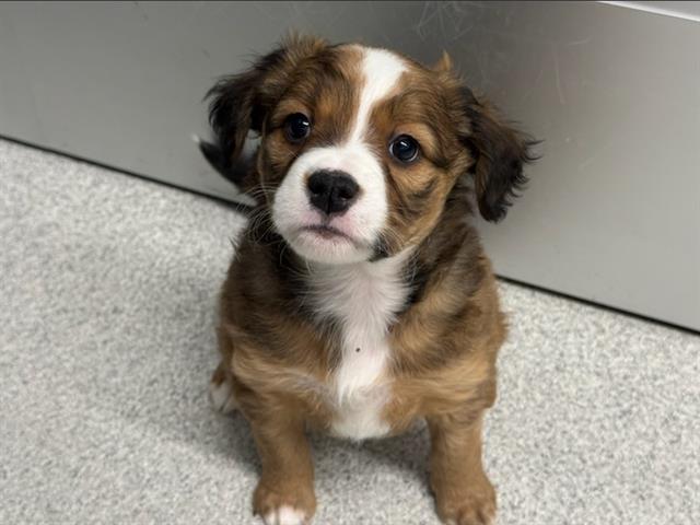 Sassy - Female - Boxer-Mix
