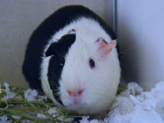 Gaillo - Male - Guinea Pig