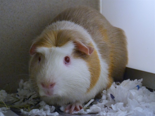 Pico - Male - Guinea Pig