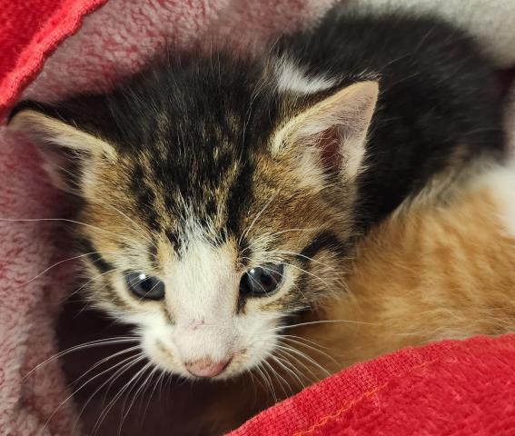 Smudge - Male - Domestic SH