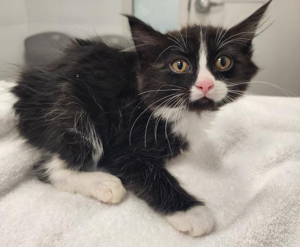 - Female - Domestic MH