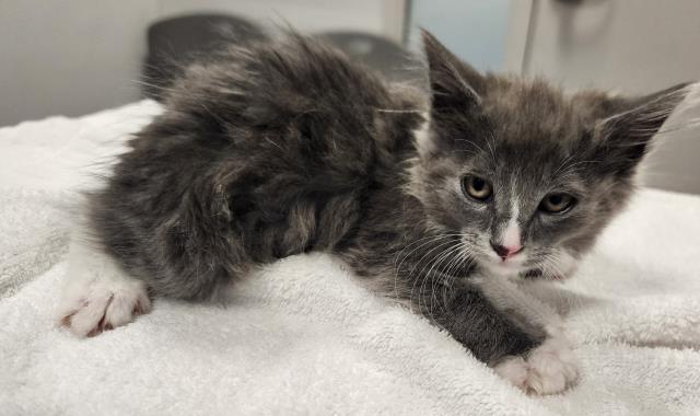  - Male - Domestic MH