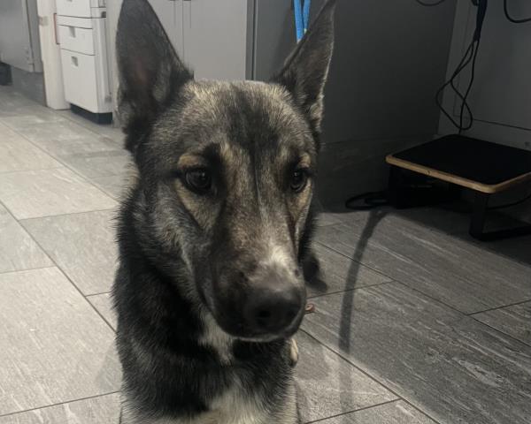  - Male - German Shepherd