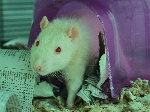 Mighty - Male - Rat