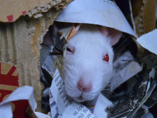 Artemis - Female - Rat