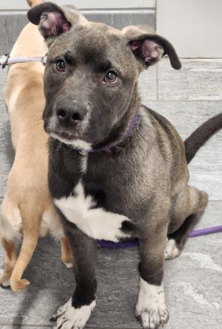  - Male - Siberian Husky-Mix