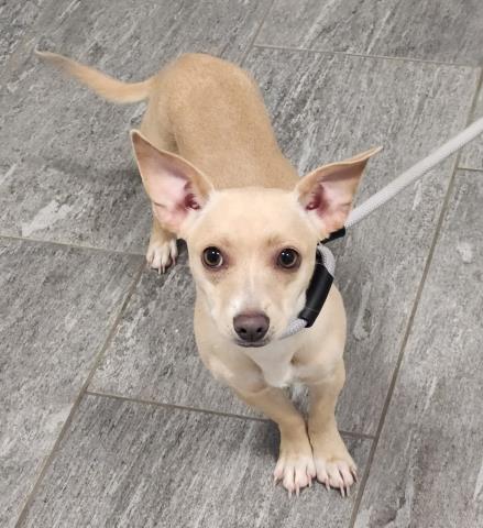  - Female - Chihuahua