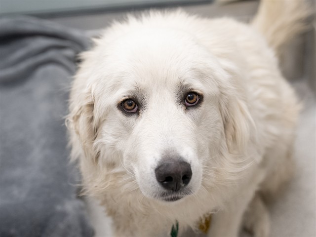 Poppy - Female - Great Pyrenees