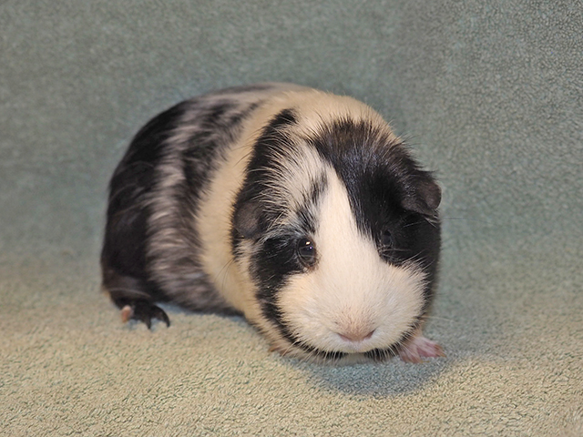 Mabel - Female - Guinea Pig
