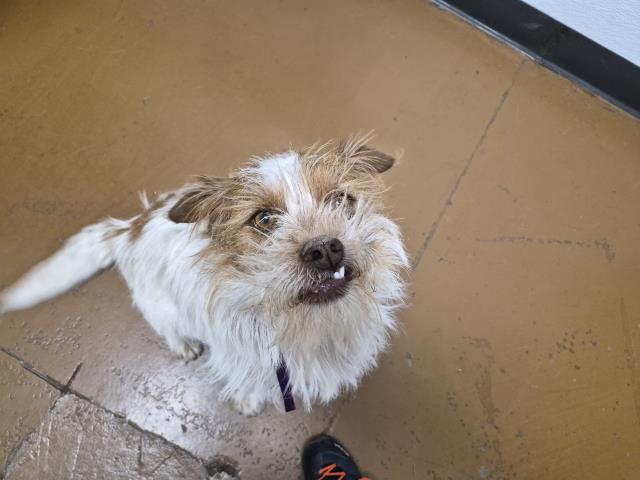  - Male - Terrier-Mix