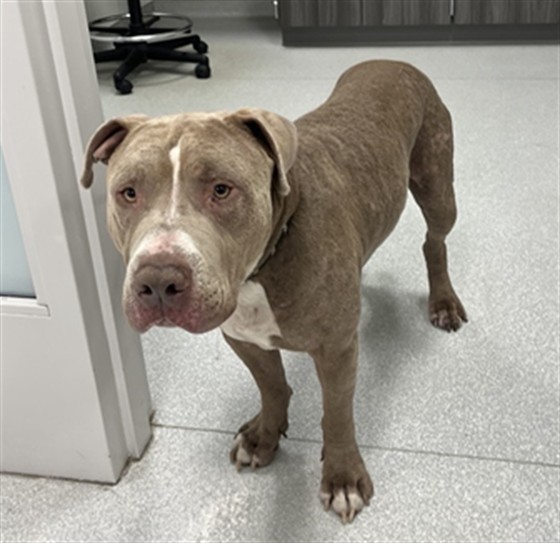  - Male - Pit Bull