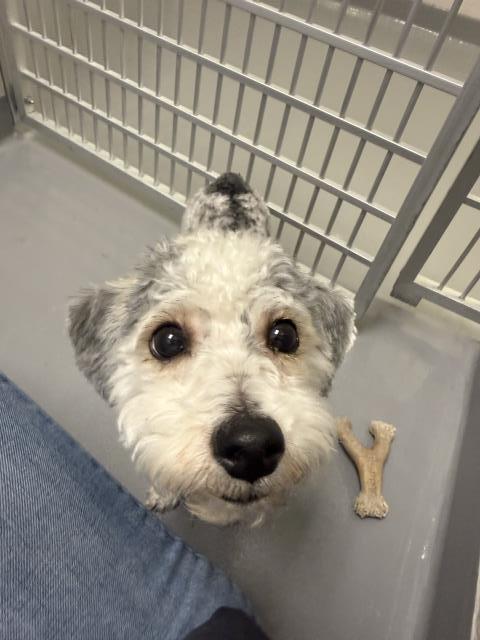 Oreo - Male - Miniature Poodle-Mix