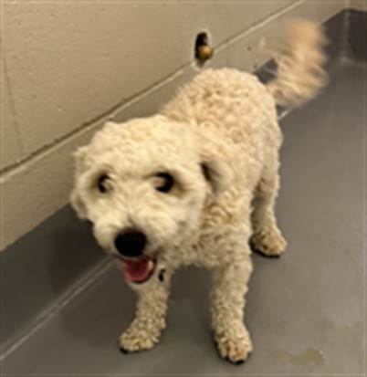  - Male - Miniature Poodle-Mix
