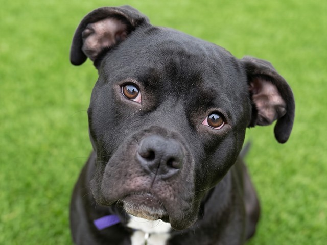 Meelo - Male - Pit Bull-Mix