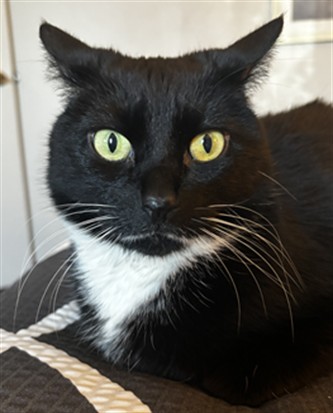 Betty - Female - Domestic SH