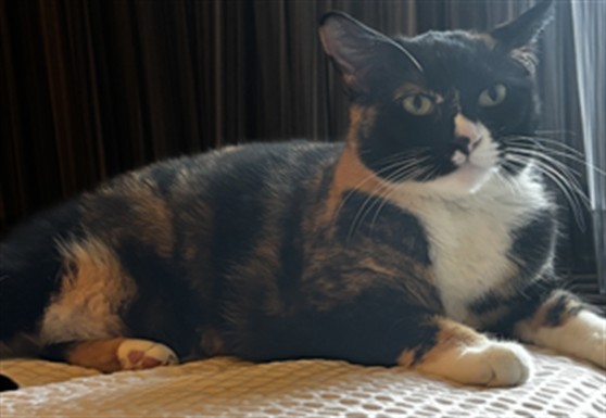 Ella - Female - Domestic SH