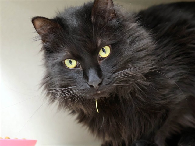 Luci - Female - Domestic LH
