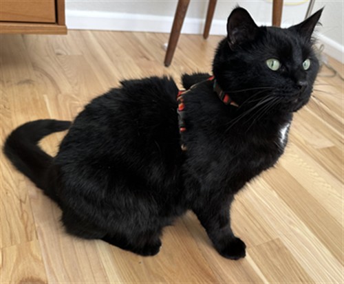 Theo - Male - Domestic SH