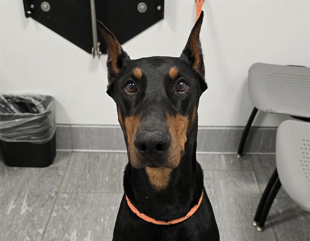  - Male - Doberman Pinscher