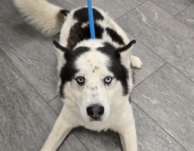  - Male - Siberian Husky-Mix