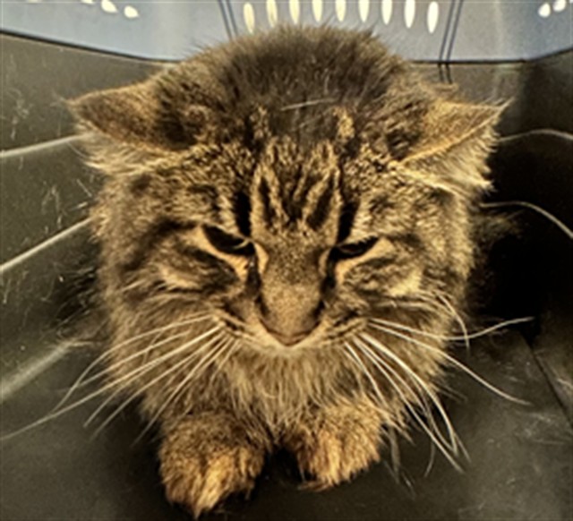  - Male - Domestic LH