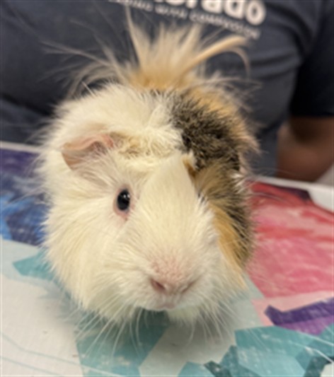 Simon - Male - Guinea Pig
