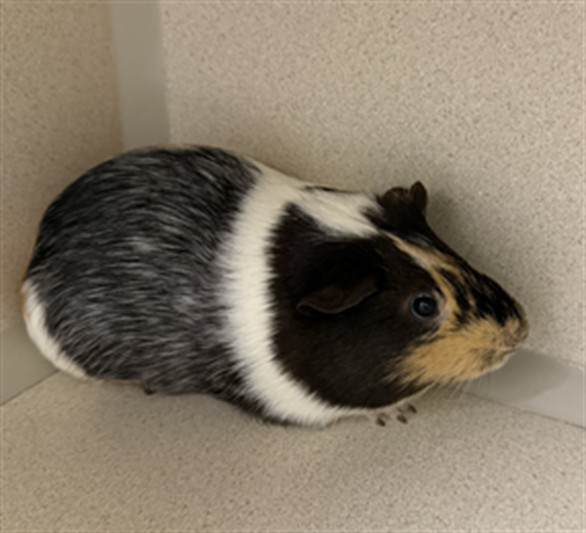 Tony - Male - Guinea Pig