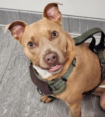 Rayn - Male - Pit Bull