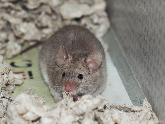 Cinnamon Muffin - Male - Mouse