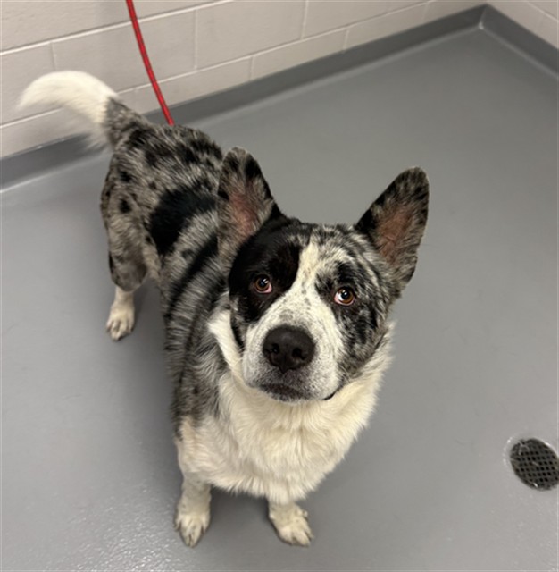 Odin - Male - Nonspecific