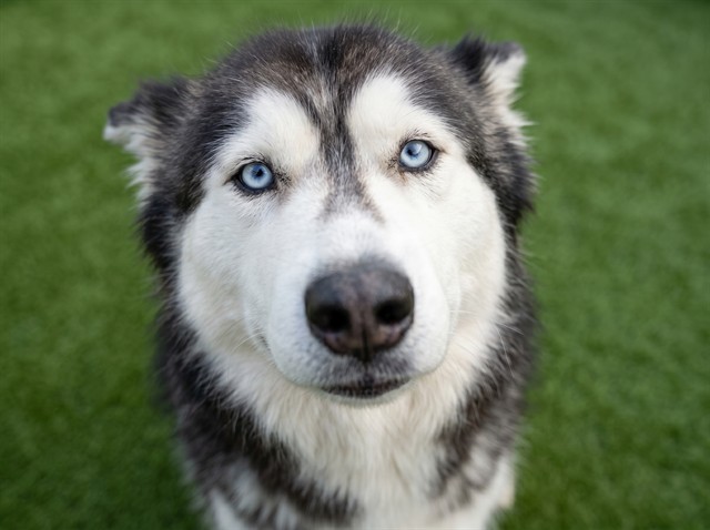 Mally - Female - Alaskan Malamute