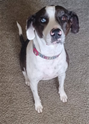 Bella - Female - Catahoula Leopard Hound