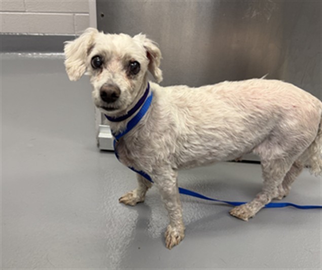  - Male - Miniature Poodle-Mix