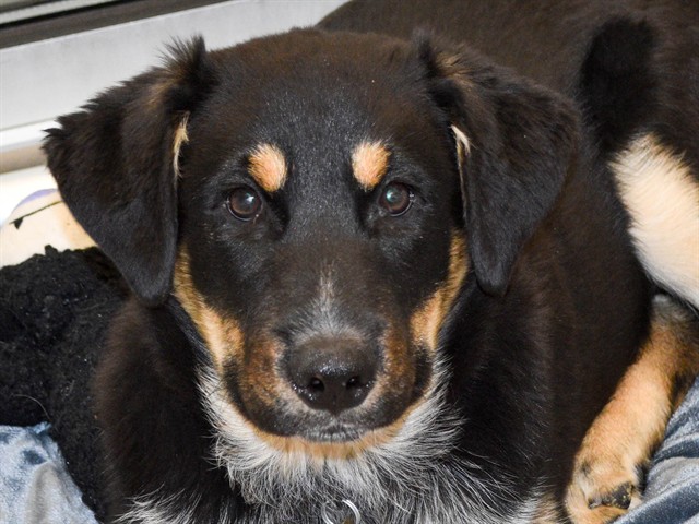 Tonka - Male - Australian Cattle Dog-Australian Shepherd