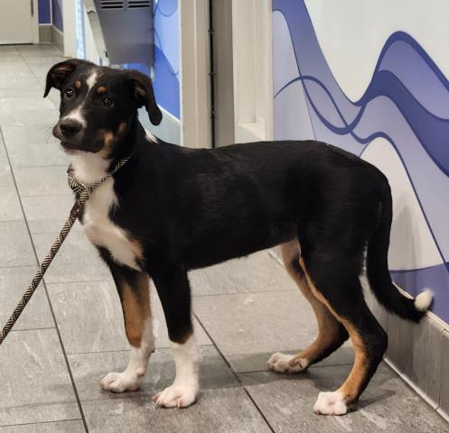 Sophie - Female - Bernese Mountain Dog